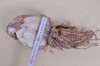 湘潭周記南雜批發部 優質朝鮮魷魚干，海鮮特產優選